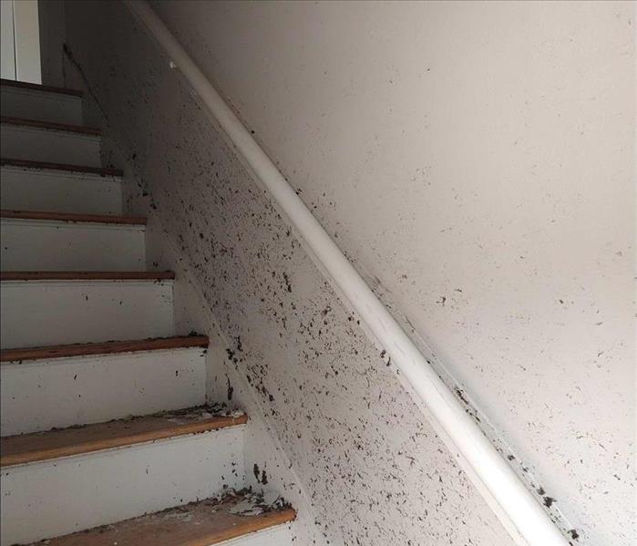 Stair case with mold growing on wall and stairs, debris piled up on stairs